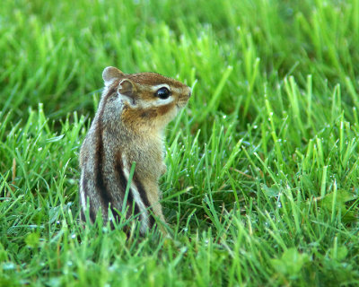 Chipmunk 04383 copy.jpg