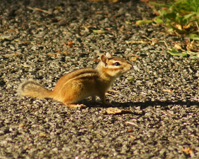 Chipmunk 04408 copy.jpg