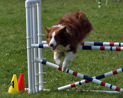 The Agility Connection 04700 copy.jpg