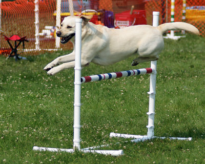 The Agility Connection 04814 copy.jpg