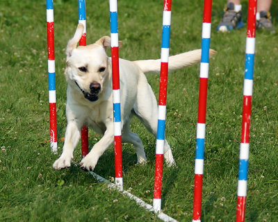 The Agility Connection 04818 copy.jpg