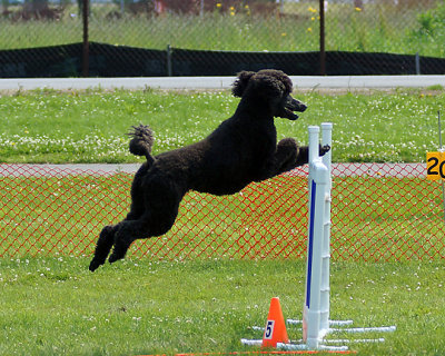 The Agility Connection 04882 copy.jpg