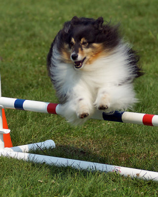 The Agility Connection 04920 copy.jpg