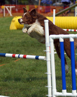 The Agility Connection 04937 copy.jpg