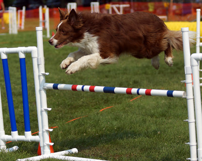 The Agility Connection 04939 copy.jpg