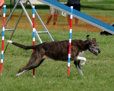 The Agility Connection 04945 copy.jpg