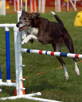 The Agility Connection 04947 copy.jpg