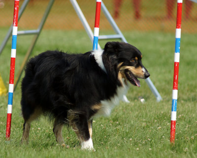 The Agility Connection 04949 copy.jpg