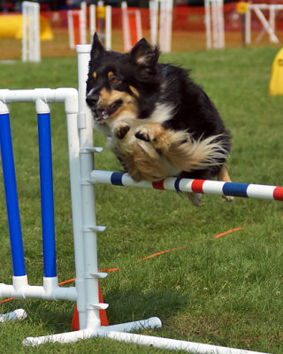 The Agility Connection 04953 copy.jpg