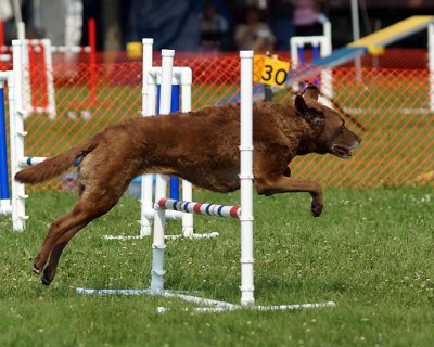 The Agility Connection 04962 copy.jpg