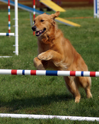 The Agility Connection 04966 copy.jpg