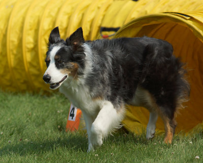 The Agility Connection 04972 copy.jpg