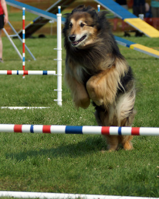 The Agility Connection 04984 copy.jpg