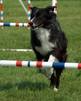 The Agility Connection 05006 copy.jpg