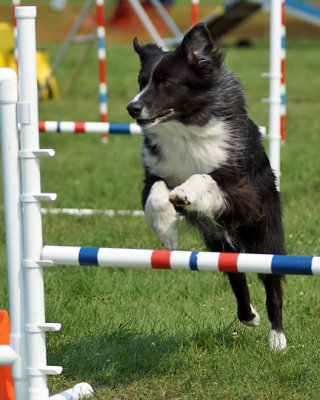 The Agility Connection 05007 copy.jpg