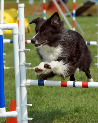 The Agility Connection 05008 copy.jpg