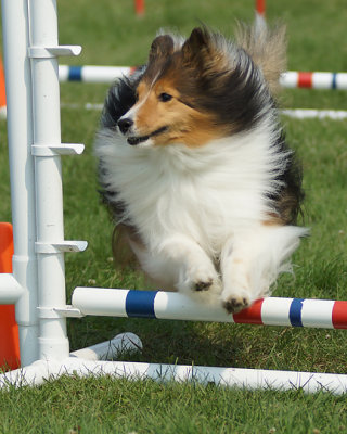 The Agility Connection 05012 copy.jpg