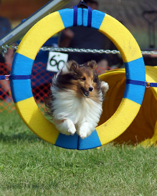 The Agility Connection 05035 copy.jpg