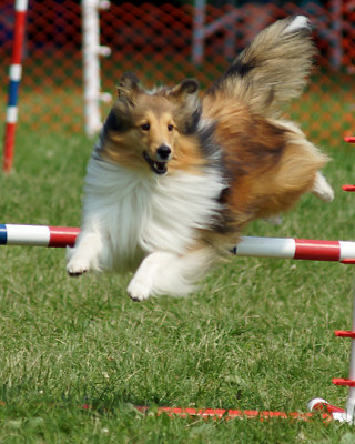 The Agility Connection 05049 copy.jpg