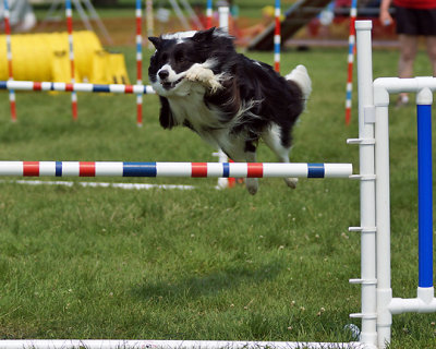 The Agility Connection 05239 copy.jpg