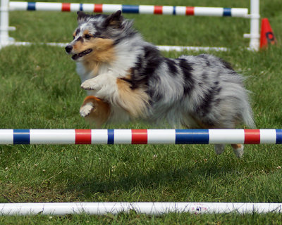 The Agility Connection 05264 copy.jpg