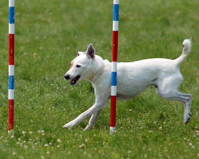 The Agility Connection 05275 copy.jpg