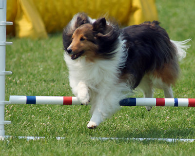 The Agility Connection 05295 copy.jpg