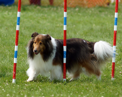 The Agility Connection 05298 copy.jpg