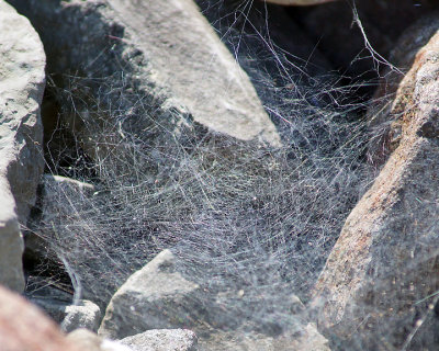 Spider Webs 07660 copy.jpg