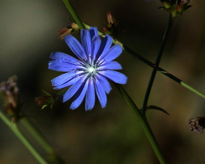 Corn Flower 07716 copy.jpg