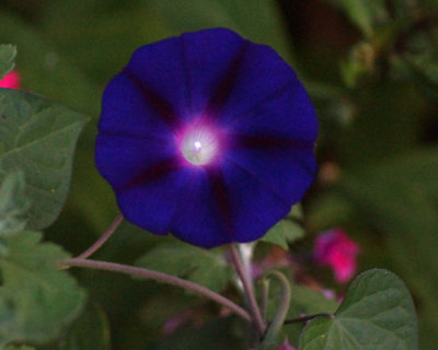 Morning Glory 07756 copy.jpg