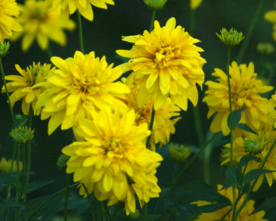 Yellow Flowers 07750 copy.jpg