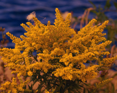 Golden Rod 08556 copy.jpg