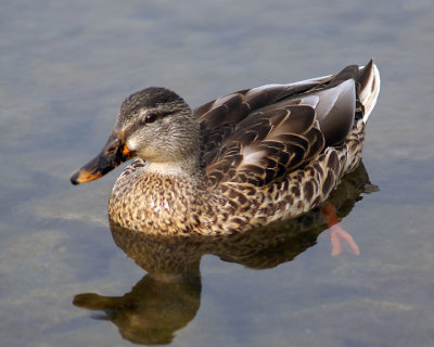 Mallards 00749 copy.jpg