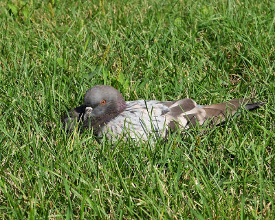 Rock Dove 3569 copy.jpg