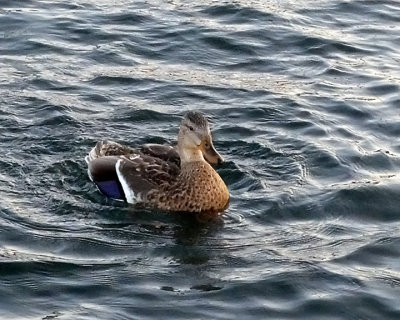 Mallards 3818 copy.jpg