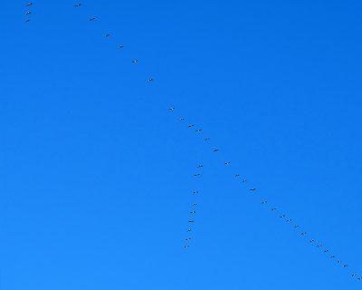 Canada Goose 3948 copy.jpg