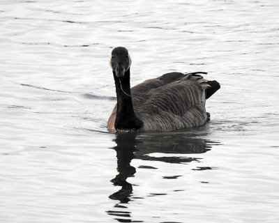 Canada Goose 0070 copy.jpg