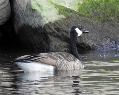 Canada Goose 0084 copy.jpg