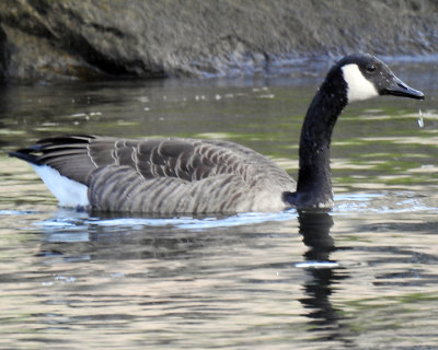 Canada Goose 0089 copy.jpg