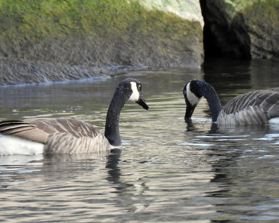 Canada Goose 0090 copy.jpg