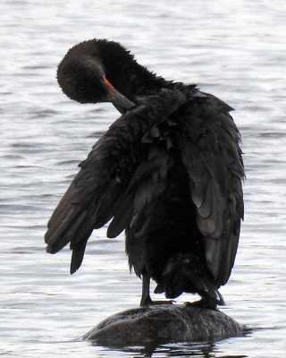 Cormorants 0052 copy.jpg