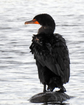 Cormorants 0053 copy.jpg