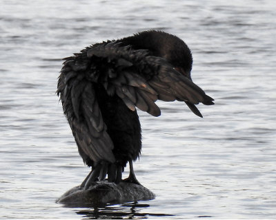 Cormorants 0054 copy.jpg