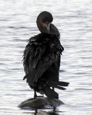 Cormorants 0055 copy.jpg