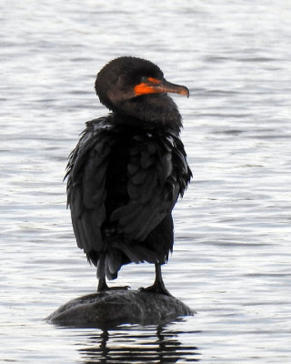 Cormorants 0056 copy.jpg