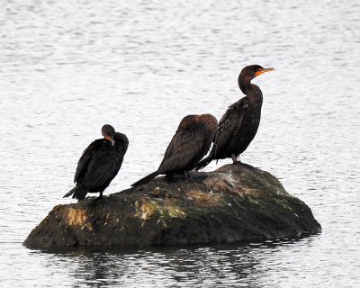 Cormorants 0061 copy.jpg