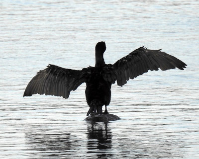 Cormorants 0071 copy.jpg