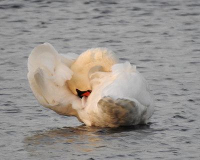 Swans 0032 copy.jpg