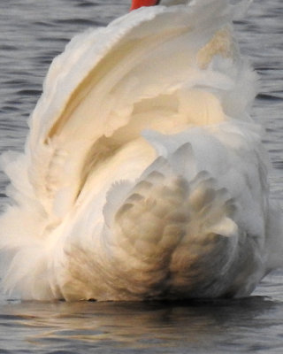 Swans 0039 copy.jpg